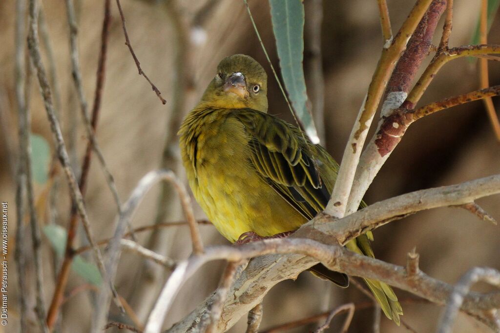 Cape Weaver female adult