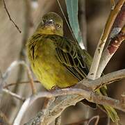 Cape Weaver