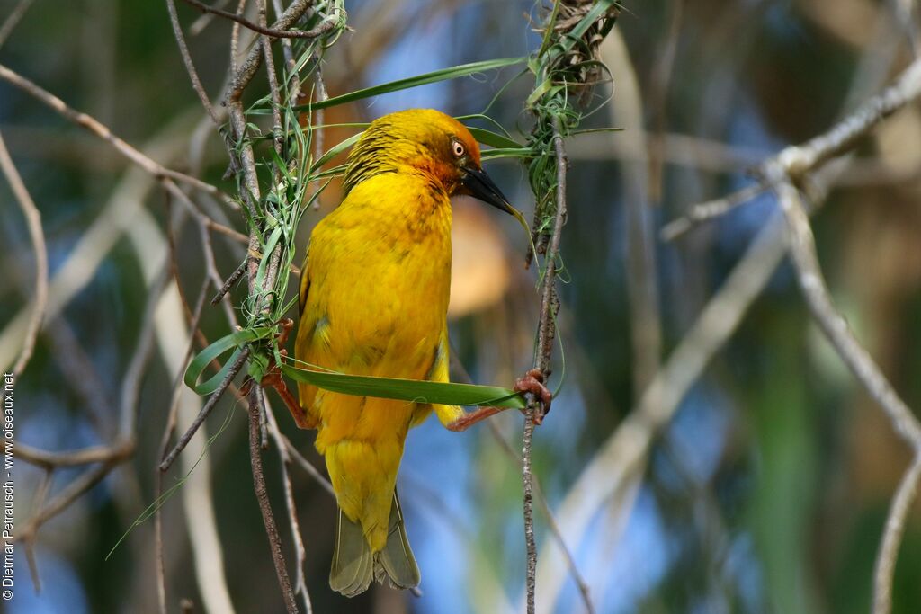 Cape Weaver male adult, Reproduction-nesting