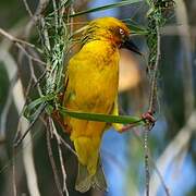 Cape Weaver