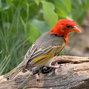 Red-headed Weaver