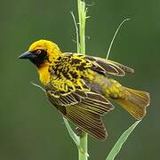 Village Weaver