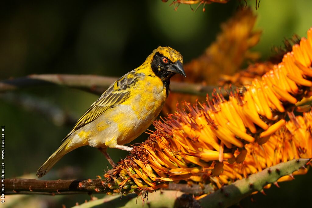 Village Weaver male adult transition