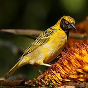 Village Weaver