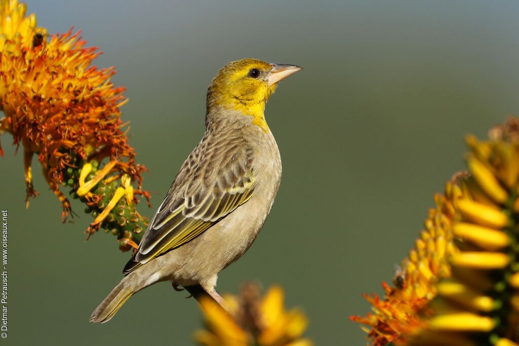 Village Weaver male adult post breeding