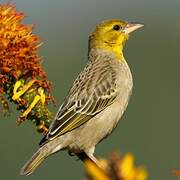 Village Weaver