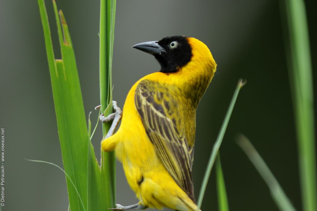 Lesser Masked Weaver male adult