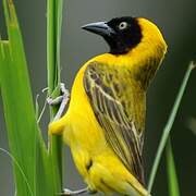 Lesser Masked Weaver