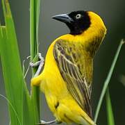 Lesser Masked Weaver