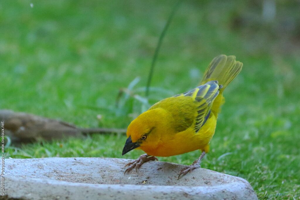 Holub's Golden Weaver male adult