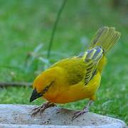 Holub's Golden Weaver