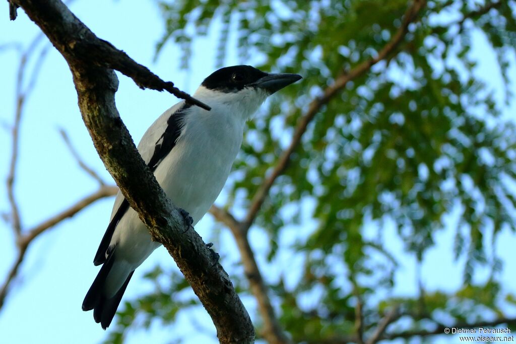 Black-crowned Tityraadult