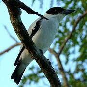 Black-crowned Tityra