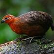 Tocro marron
