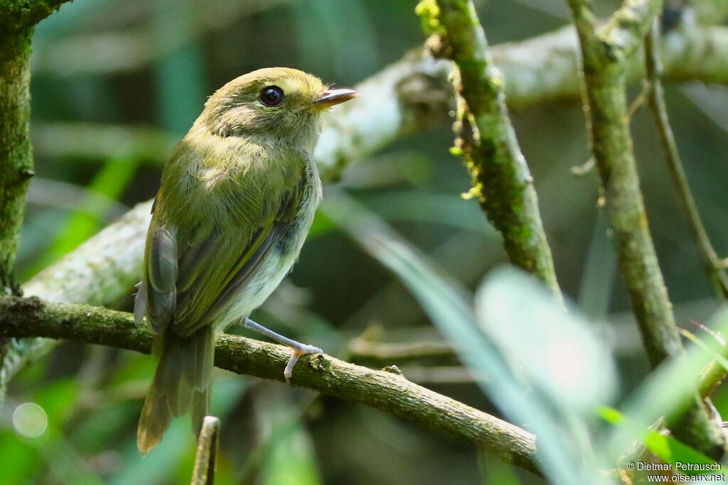 Drab-breasted Bamboo Tyrantadult