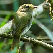 Drab-breasted Bamboo Tyrant