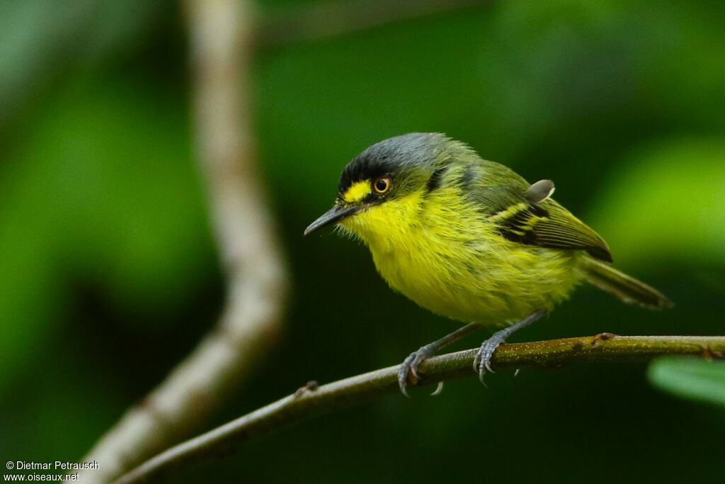 Yellow-lored Tody-Flycatcheradult