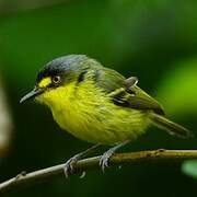 Yellow-lored Tody-Flycatcher