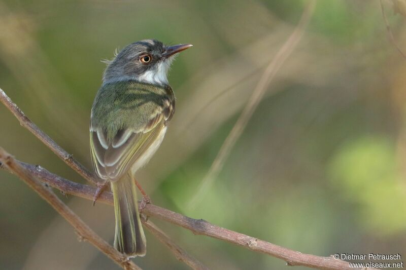 Pearly-vented Tody-Tyrantadult