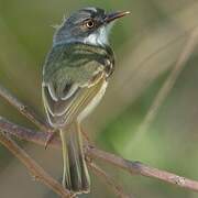 Pearly-vented Tody-Tyrant