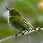 Hangnest Tody-Tyrant