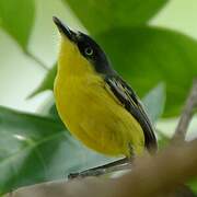 Common Tody-Flycatcher