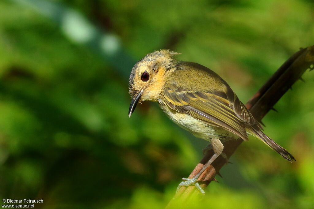 Ochre-faced Tody-Flycatcheradult