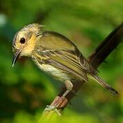 Ochre-faced Tody-Flycatcher