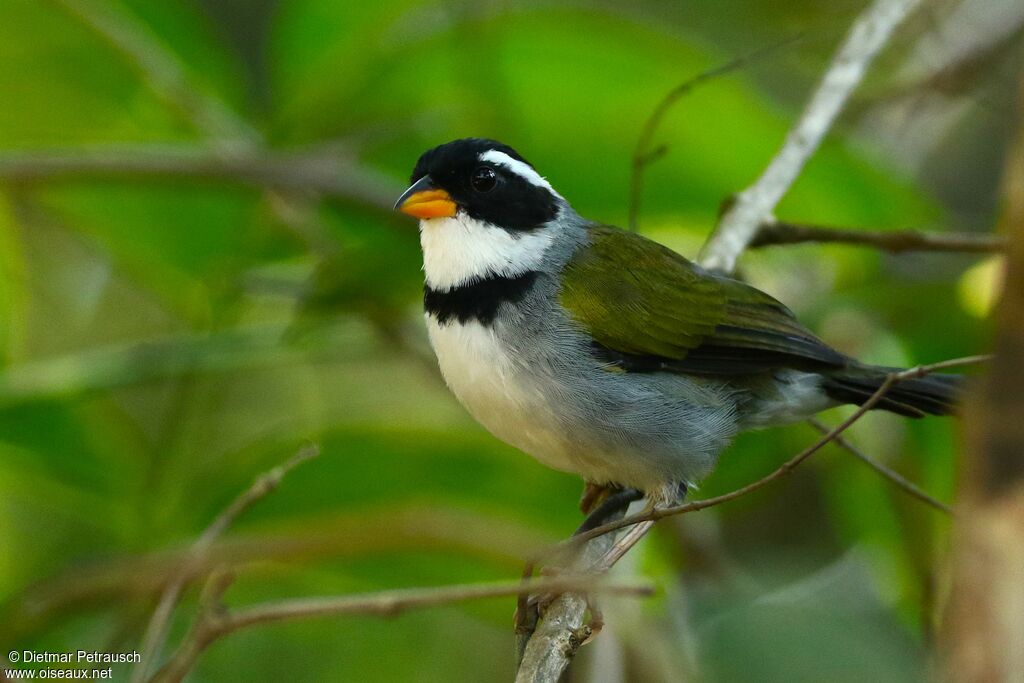 Saffron-billed Sparrowadult