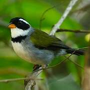 Saffron-billed Sparrow