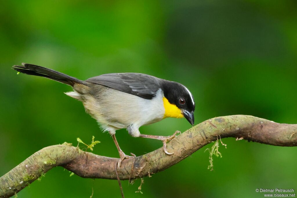 Tohi à calotte blanche