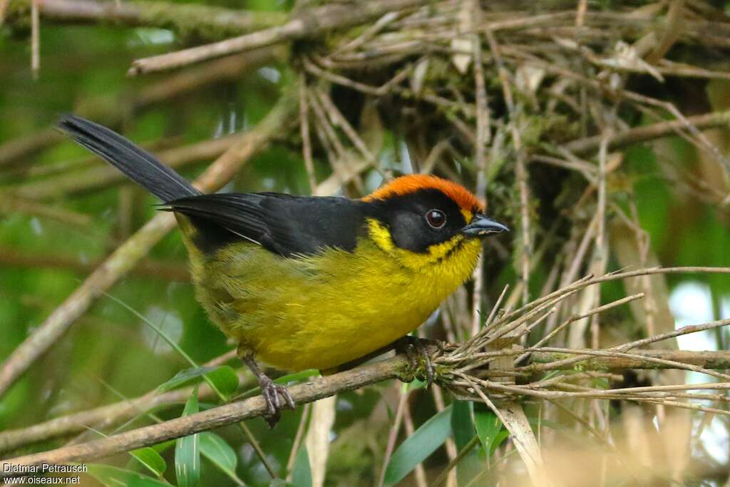 Bolivian Brushfinchadult, identification