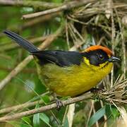 Bolivian Brushfinch