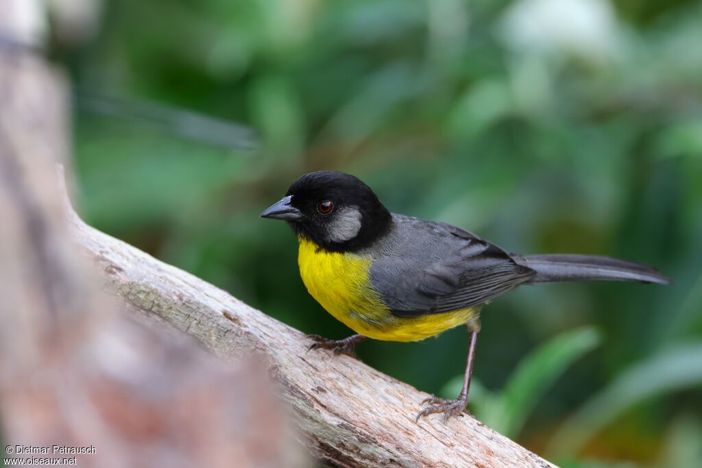 Tohi des Santa Marta