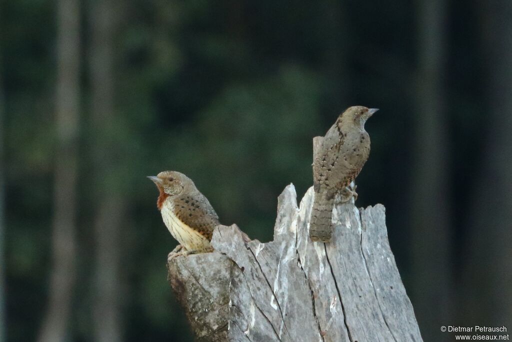 Red-throated Wryneckadult