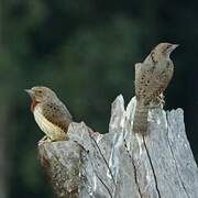 Red-throated Wryneck