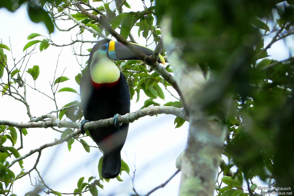 Toucan à bec rougeadulte