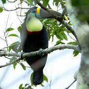 Toucan à bec rouge