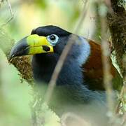 Hooded Mountain Toucan