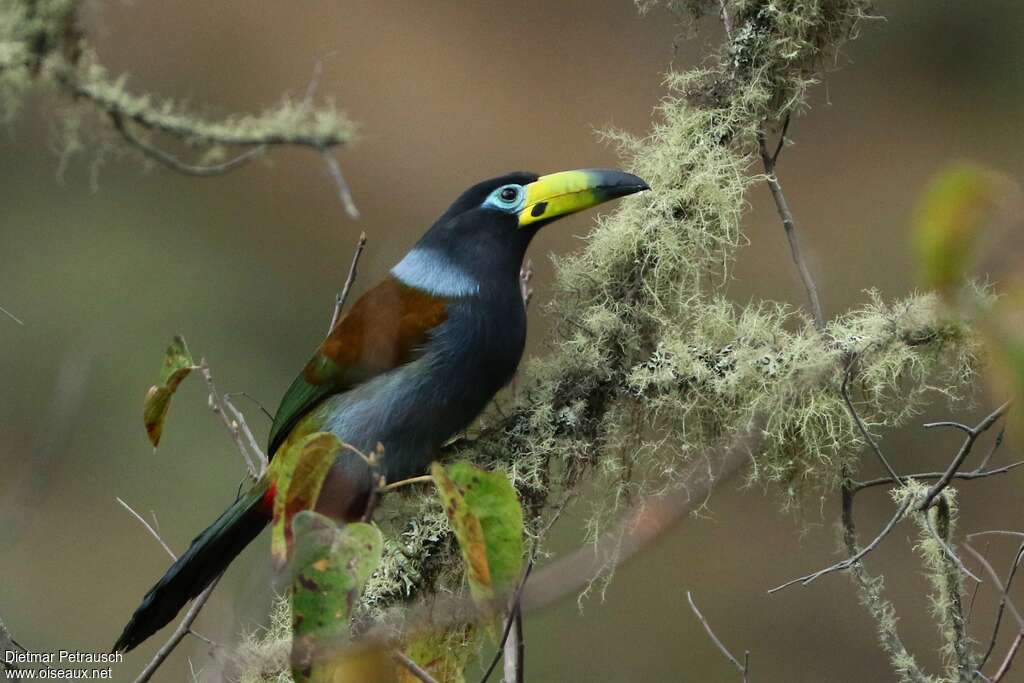 Toucan à capuchonadulte