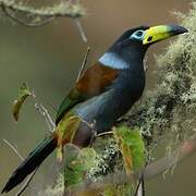 Hooded Mountain Toucan