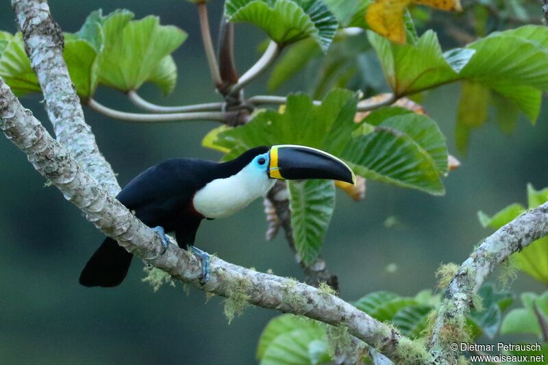 Channel-billed Toucan (culminatus)adult