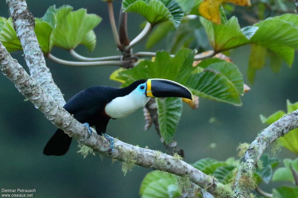 Channel-billed Toucan (culminatus)adult, identification