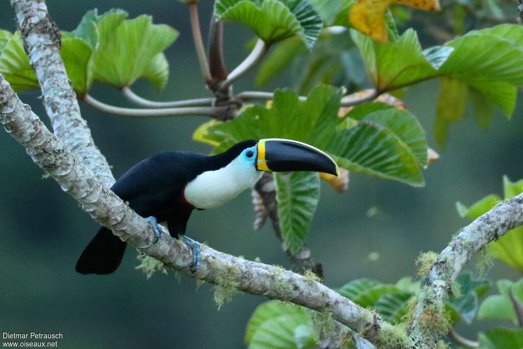 Toucan à culmen jauneadulte