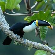 Channel-billed Toucan (culminatus)