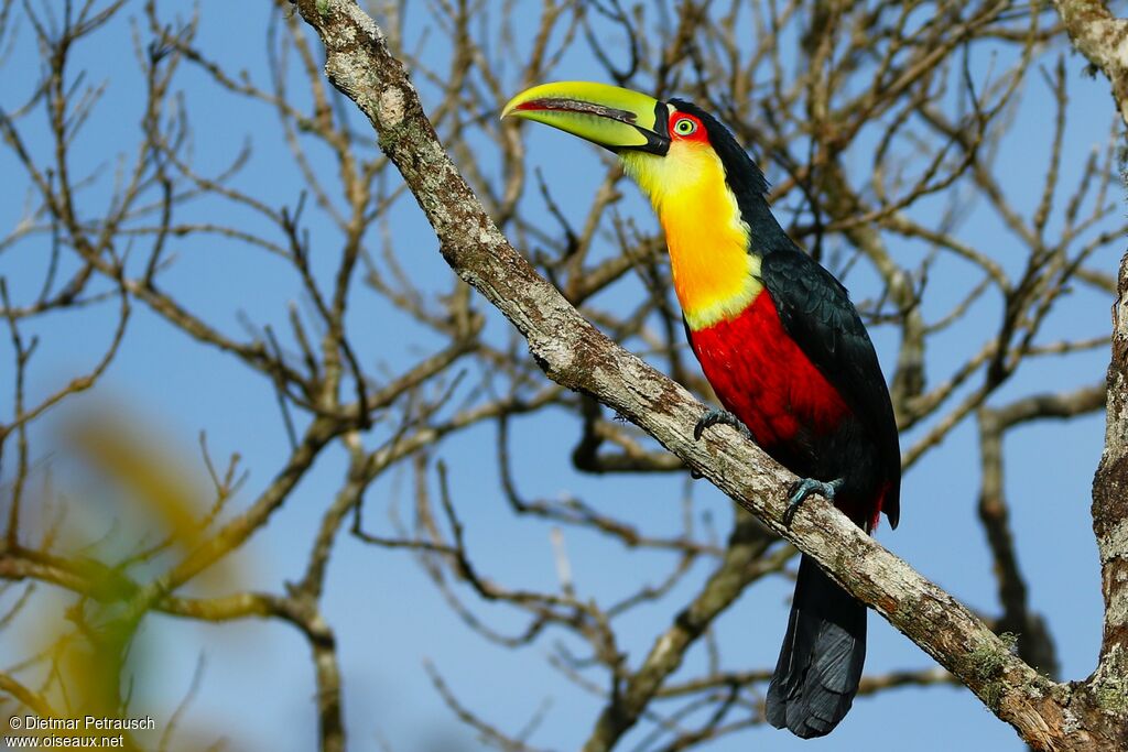 Red-breasted Toucanadult