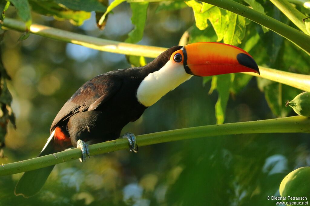 Toucan tocoadulte