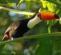 Toco Toucan