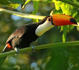 Toucan toco