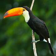 Toco Toucan